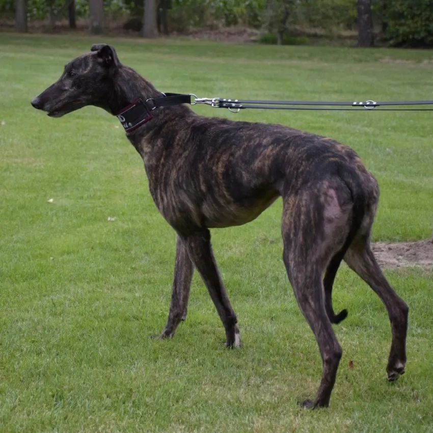Greyhound Barry