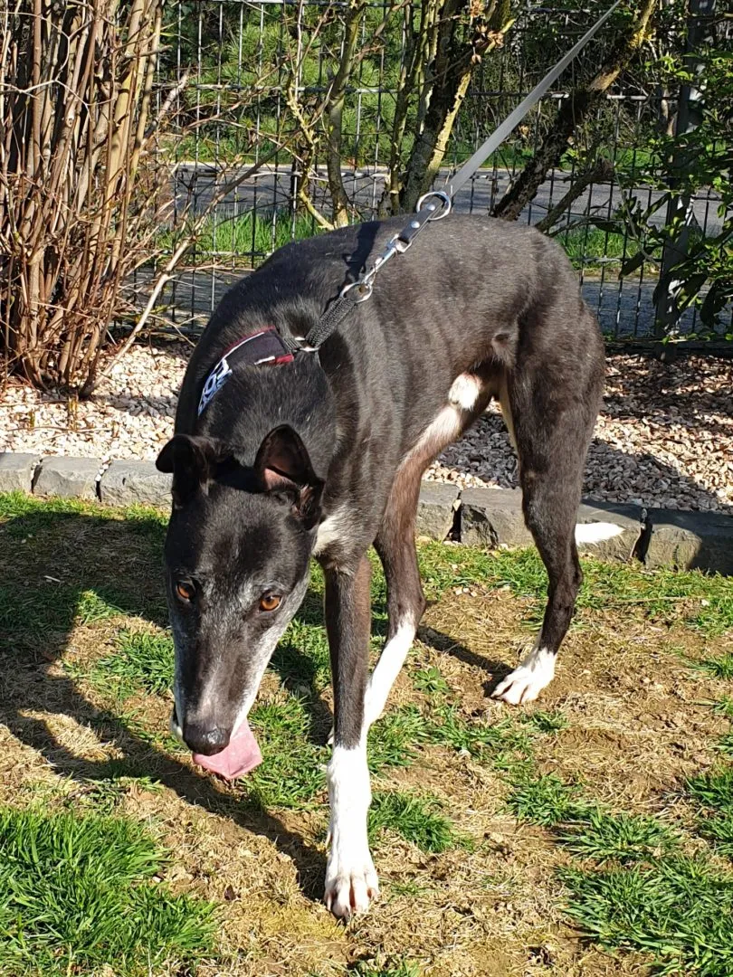 Greyhound Tom