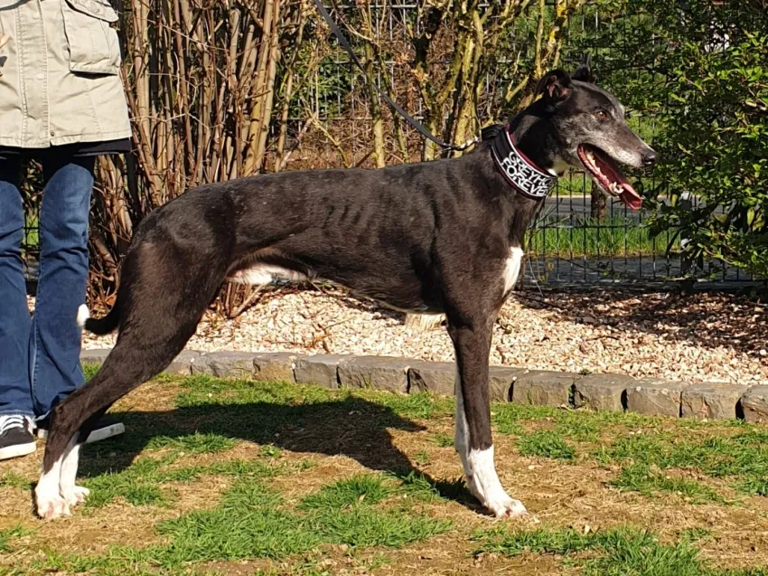 Greyhound Tom