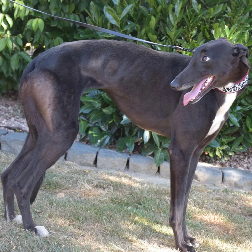 Greyhound Mel