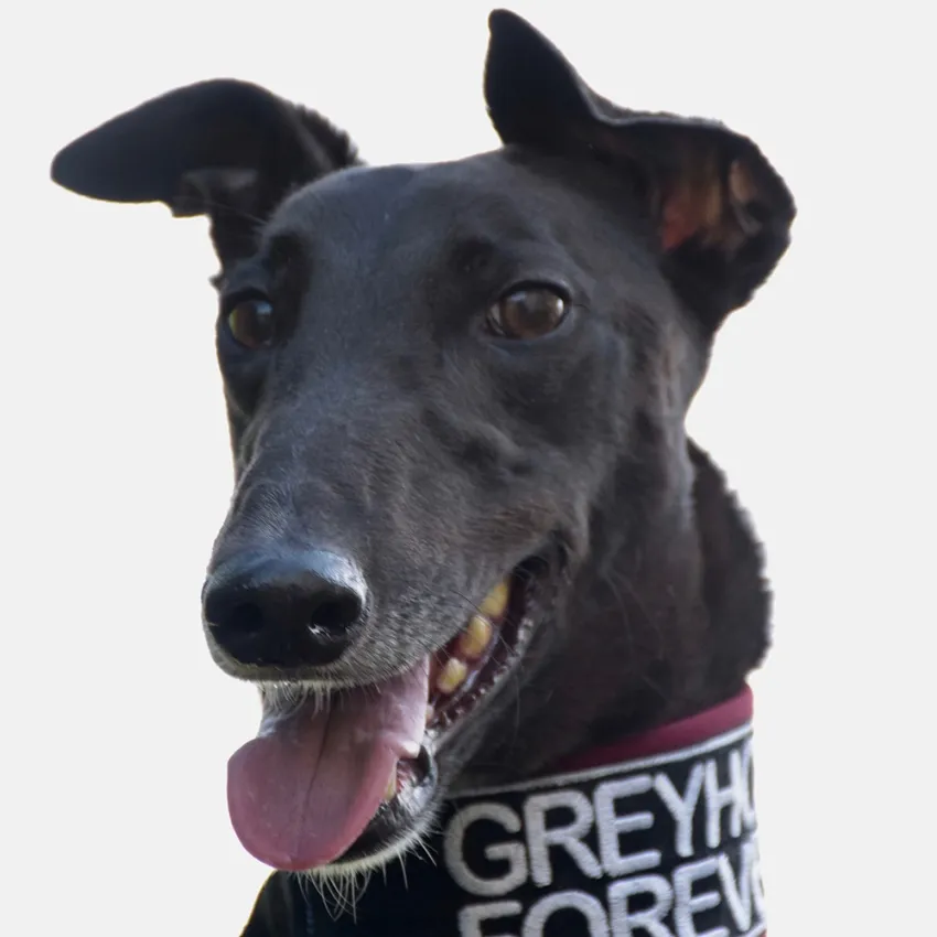 Greyhound Mel