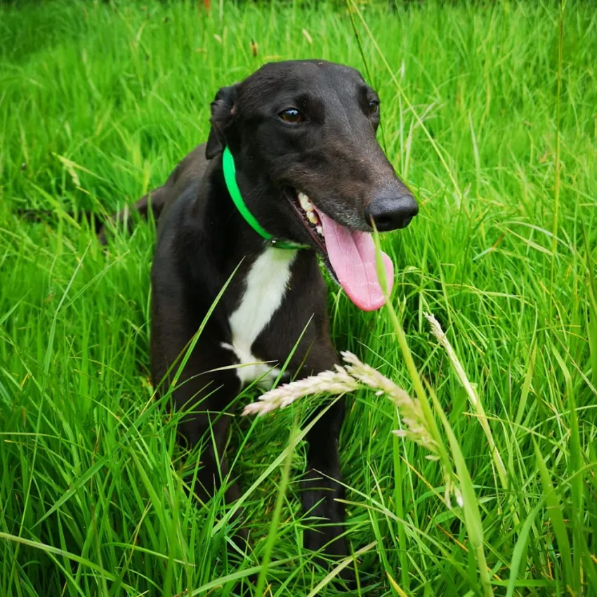 Greyhound Mel