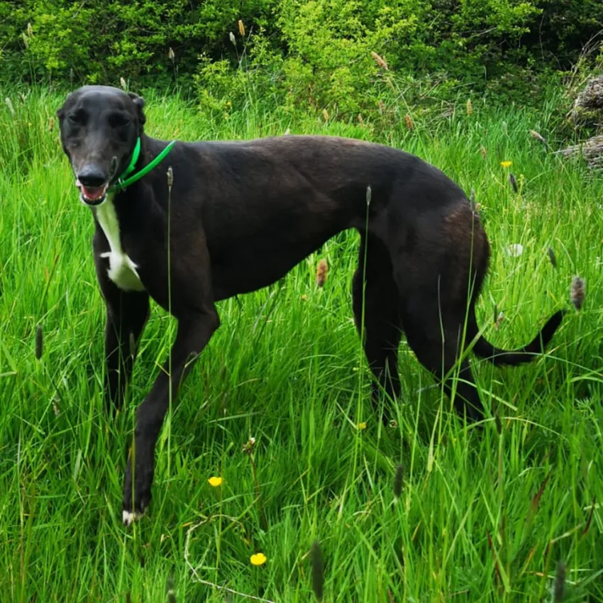 Greyhound Mel