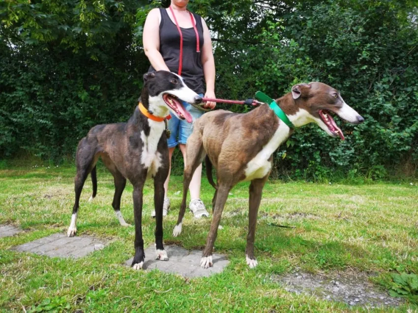 Greyhound Claudia + Myka