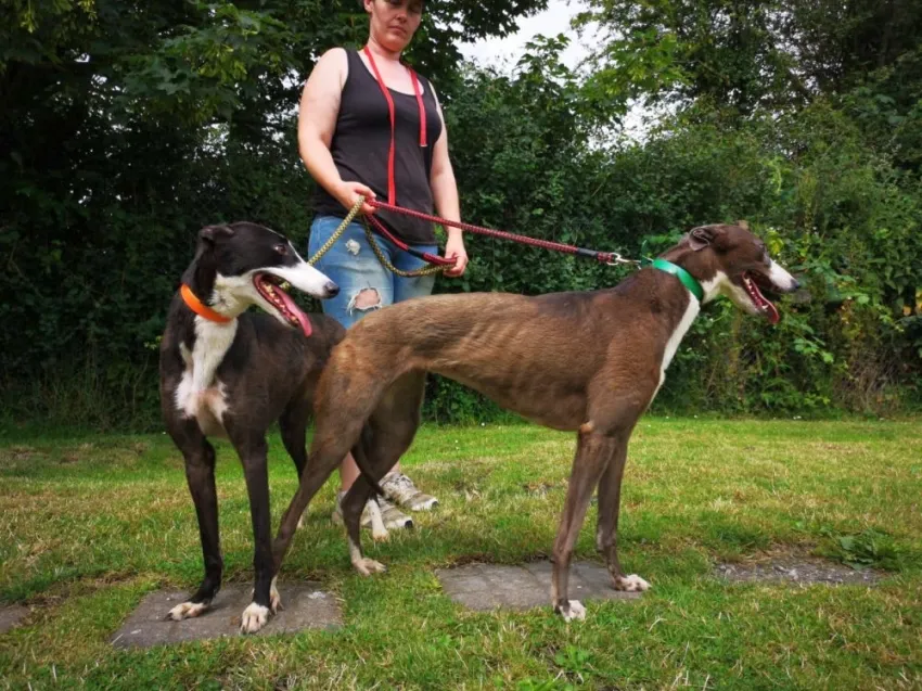 Greyhound Claudia + Myka