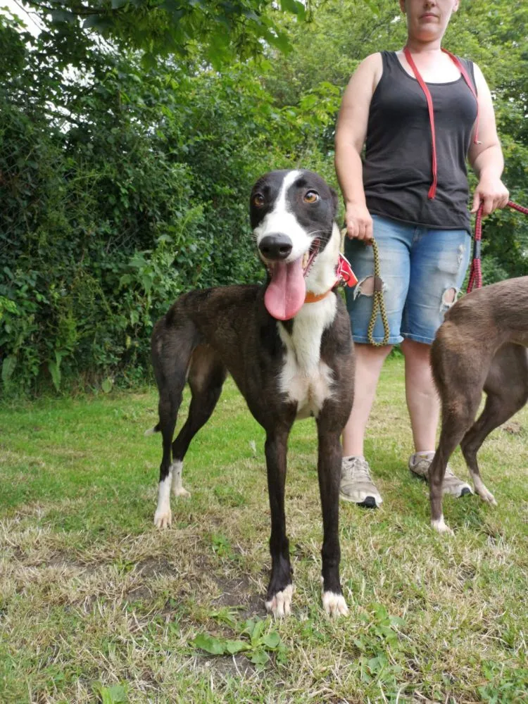 Greyhound Claudia + Myka