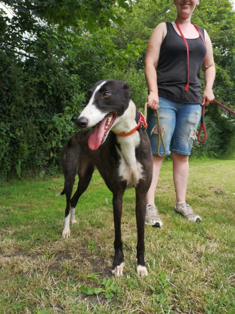 Greyhound Claudia + Myka