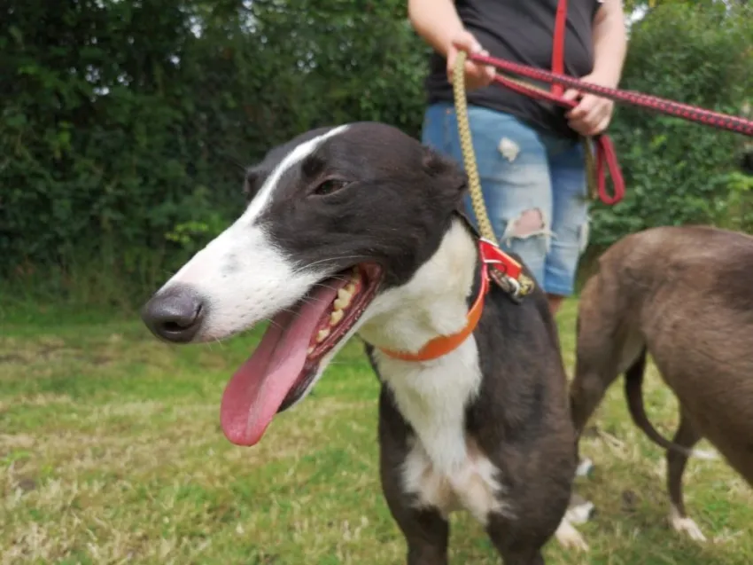 Greyhound Claudia + Myka