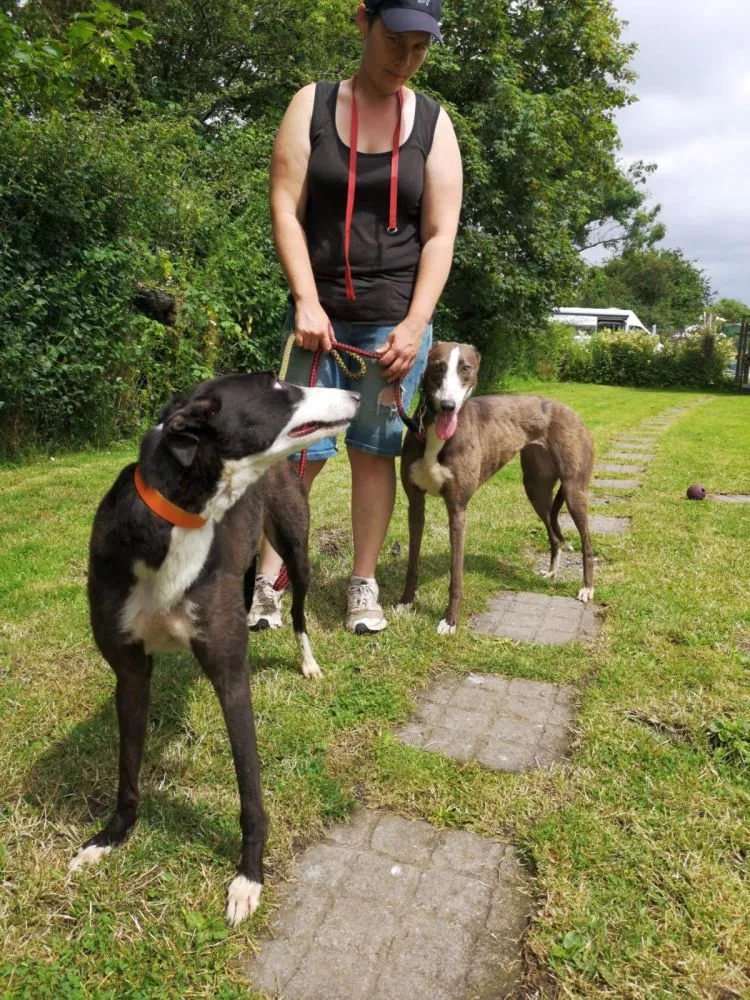 Greyhound Claudia + Myka