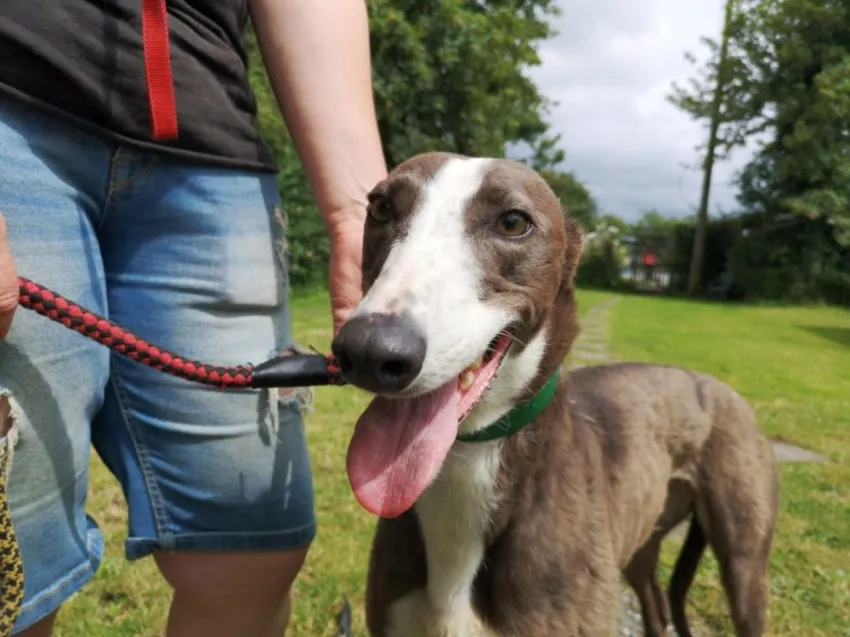 Greyhound Claudia + Myka