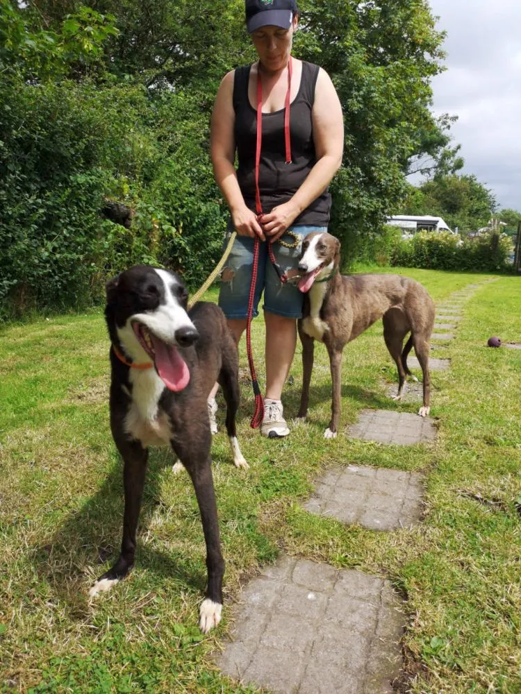 Greyhound Claudia + Myka