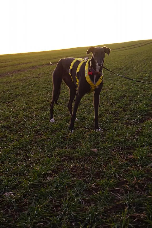 Greyhound Lulu