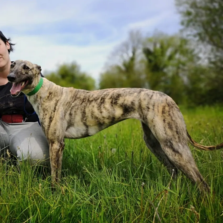 Greyhound Gorgeous