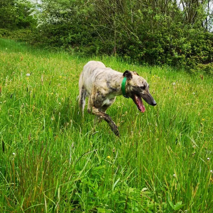 Greyhound Gorgeous