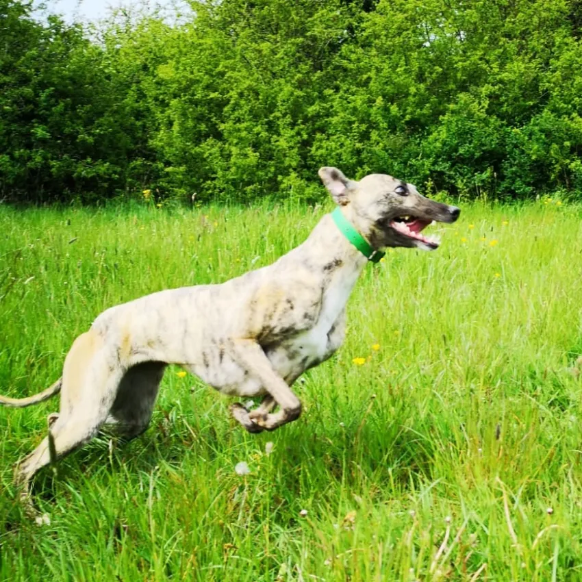 Greyhound Gorgeous