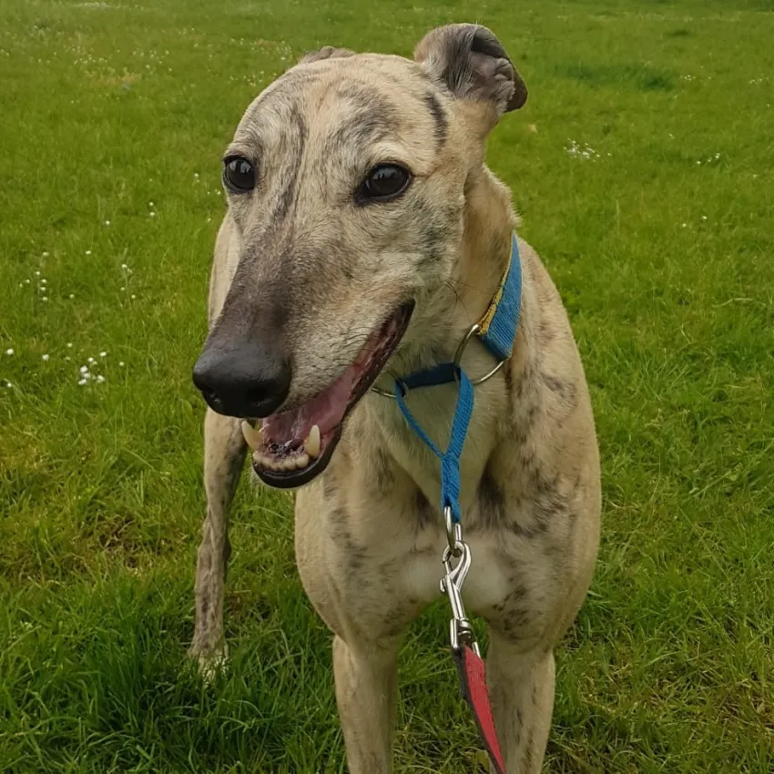 Greyhound Jules