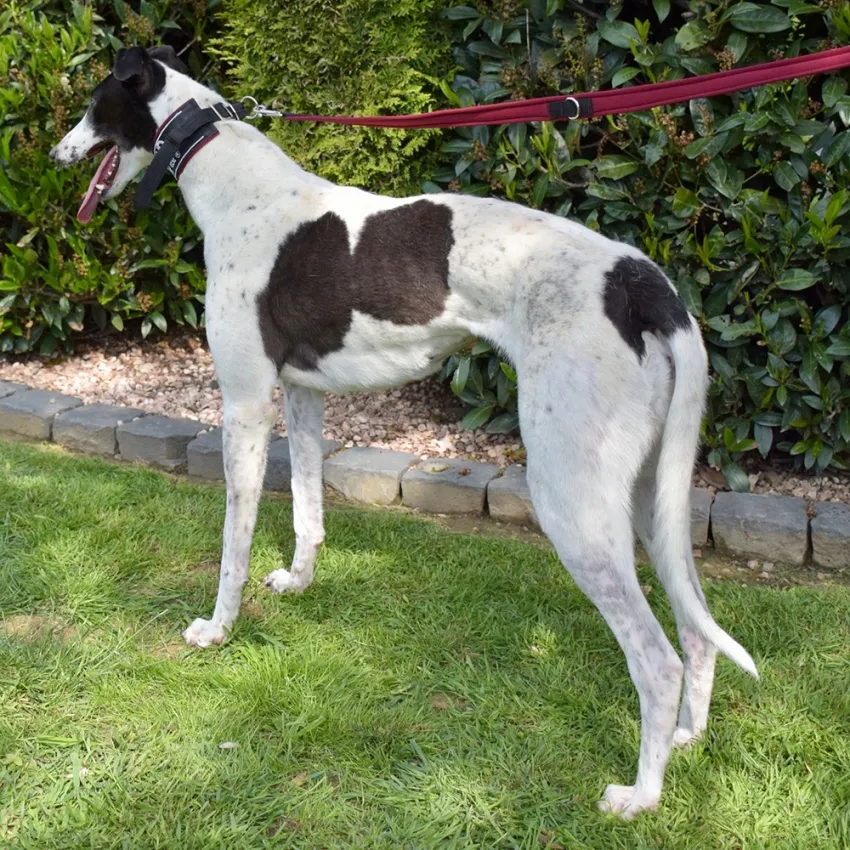 Greyhound Demelza