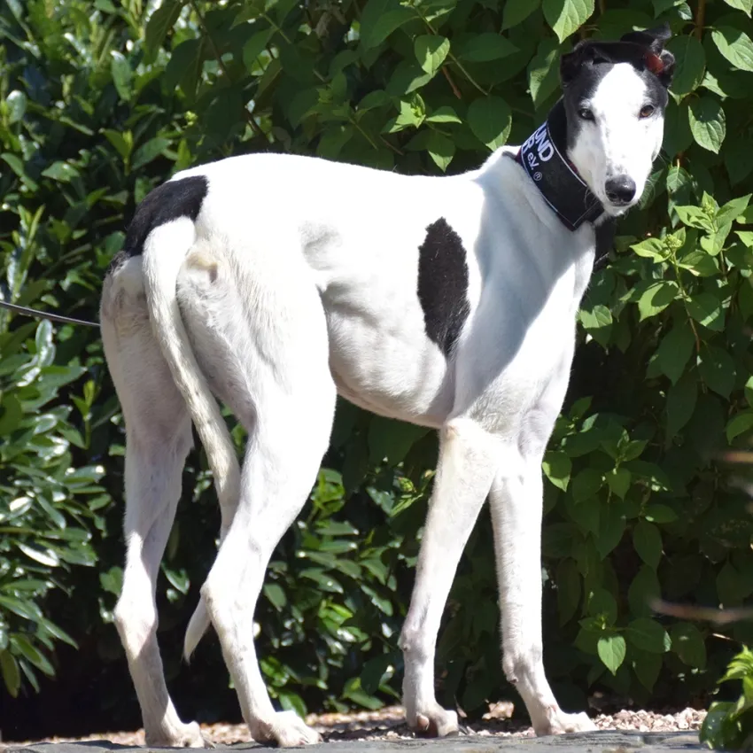 Greyhound Kim