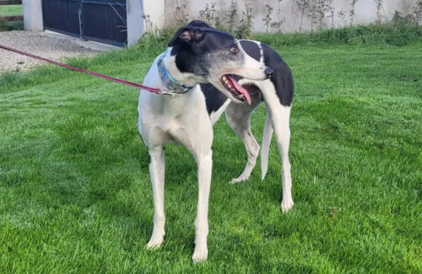 Greyhound Hanzo/Enzo