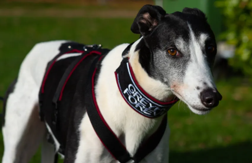 Greyhound Hanzo/Enzo