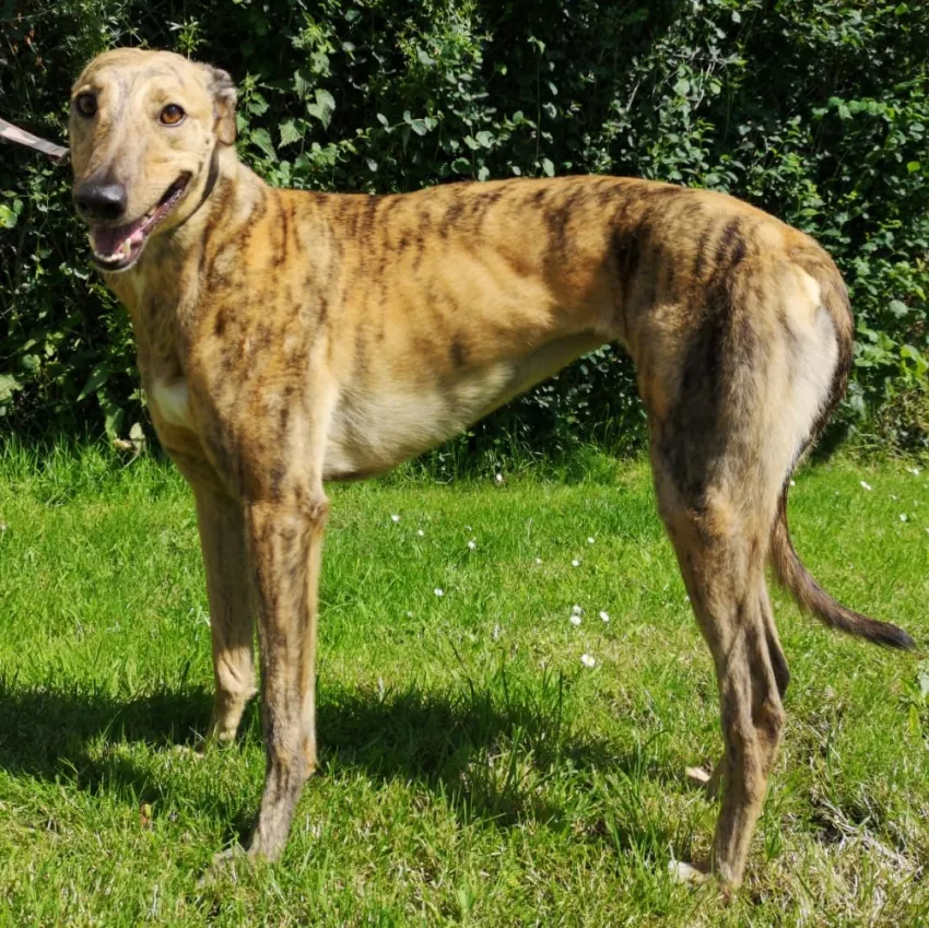 Greyhound Nala