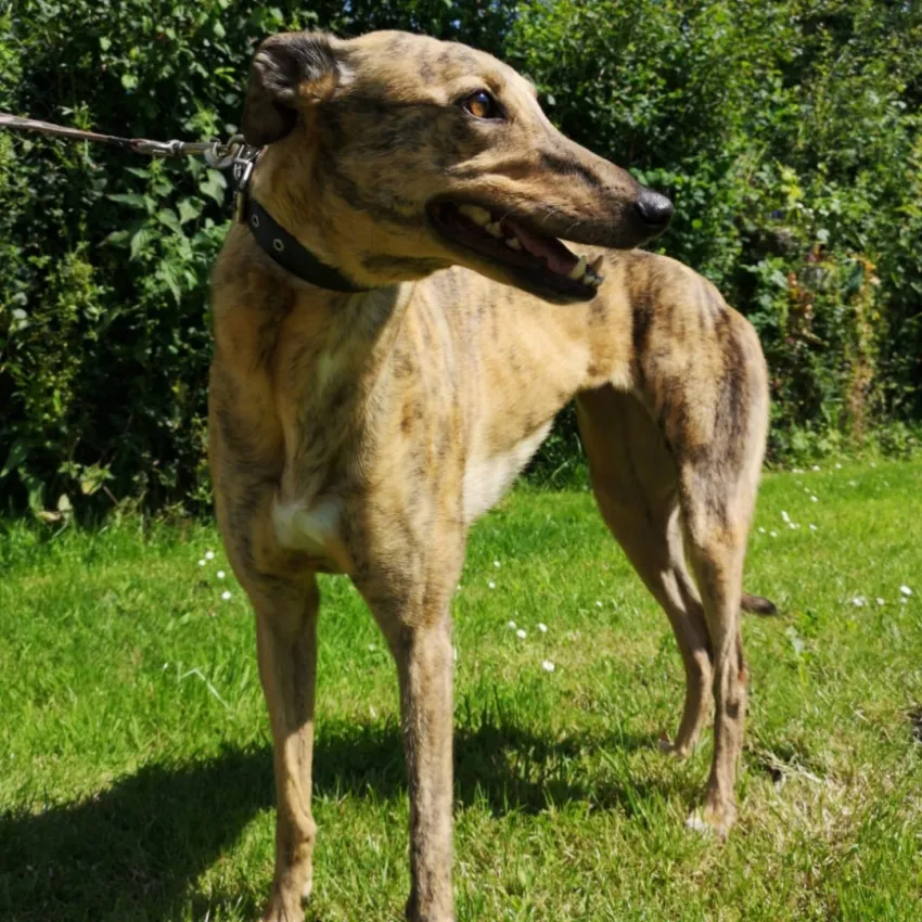 Greyhound Nala