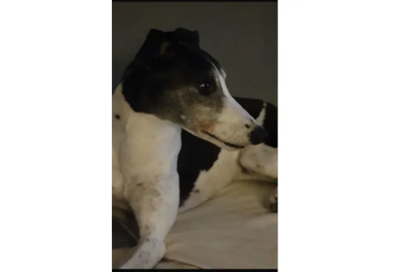 Greyhound Hanzo/Enzo