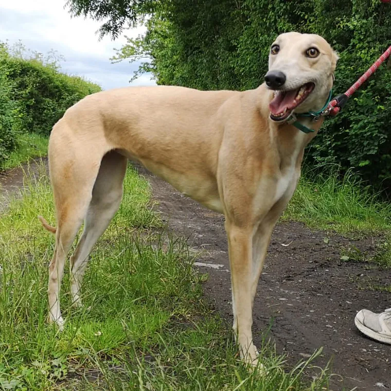 Greyhound Zara
