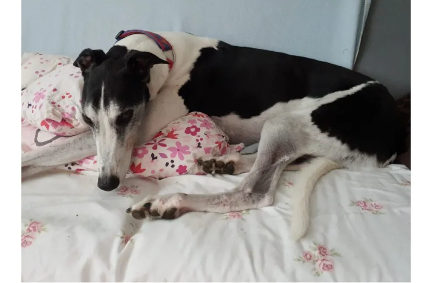 Greyhound Hanzo/Enzo