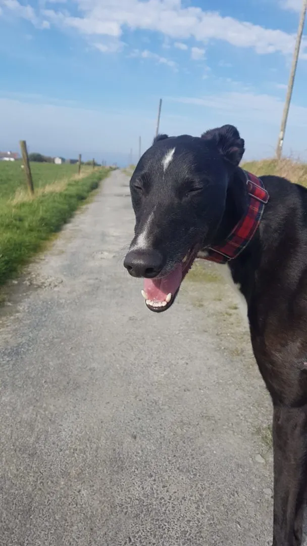 Greyhound Jean Claude