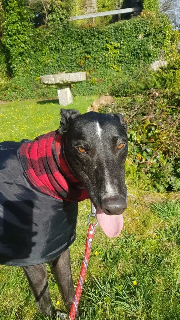 Greyhound Jean Claude