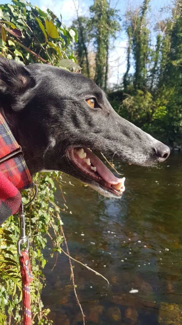 Greyhound Jean Claude