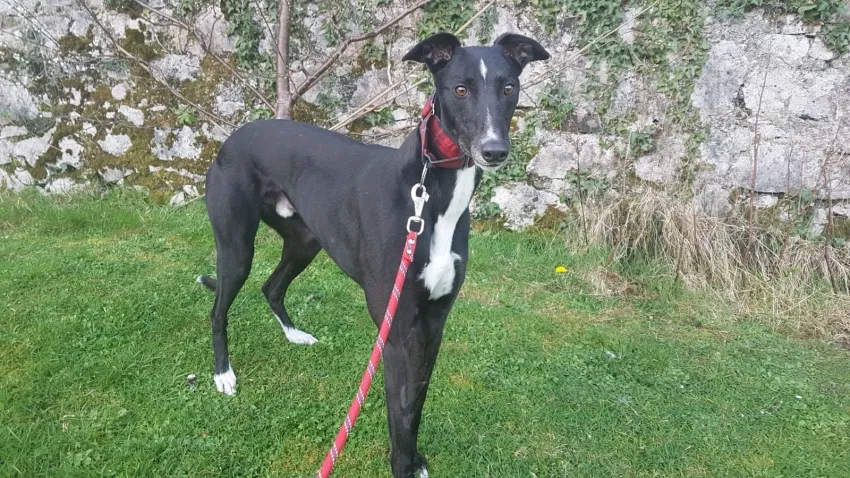 Greyhound Jean Claude