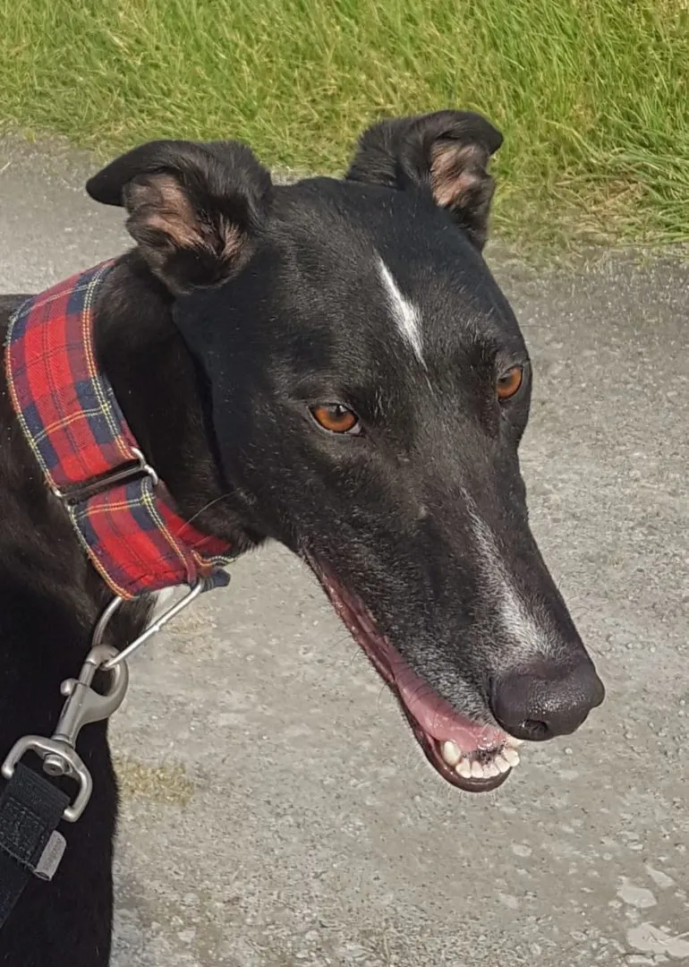 Greyhound Jean Claude