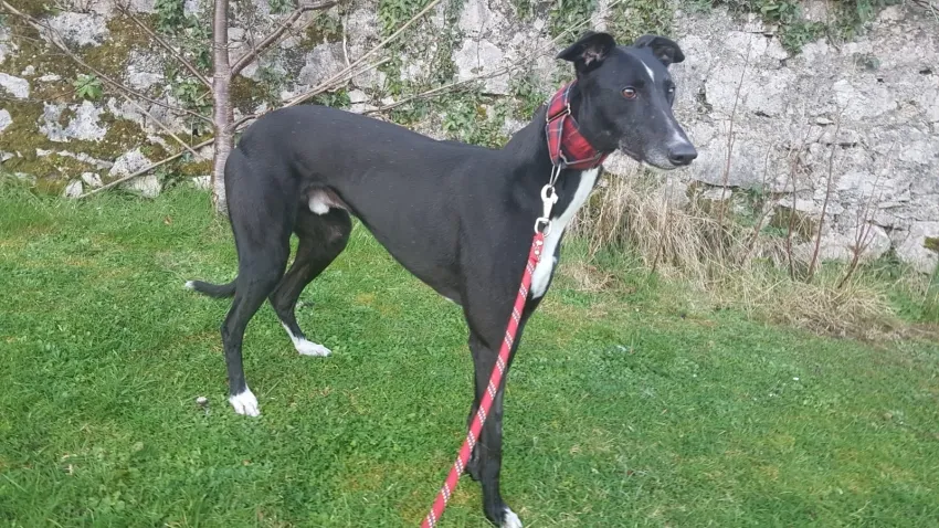 Greyhound Jean Claude