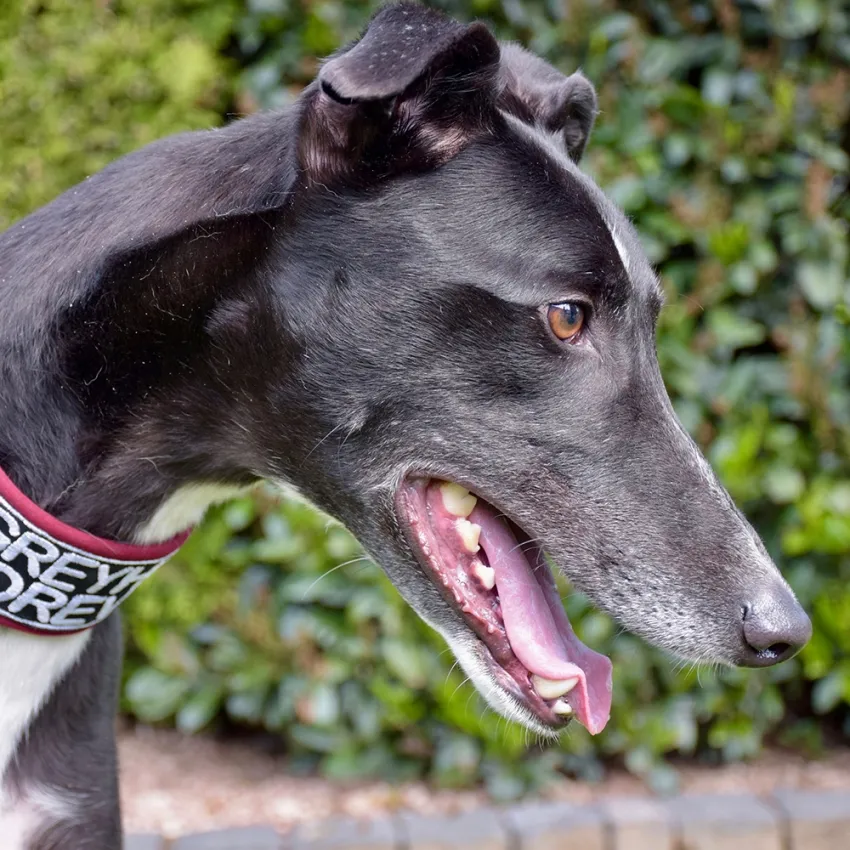 Greyhound Jean Claude