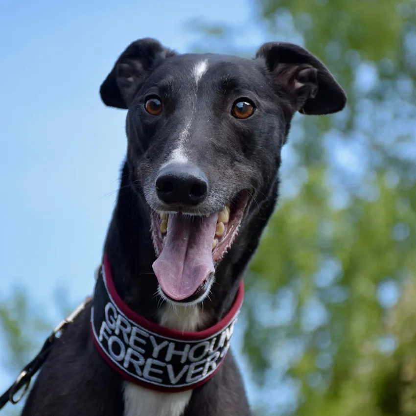 Greyhound Jean Claude