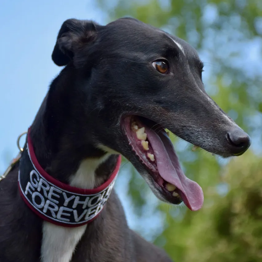 Greyhound Jean Claude