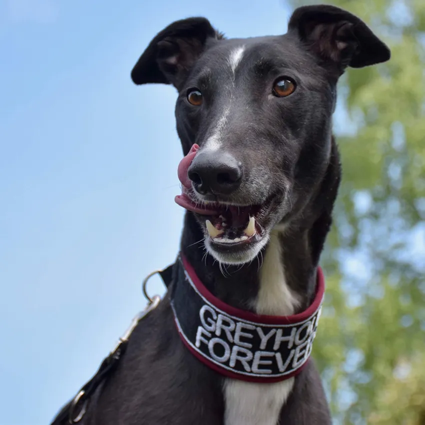 Greyhound Jean Claude