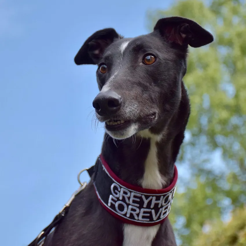 Greyhound Jean Claude