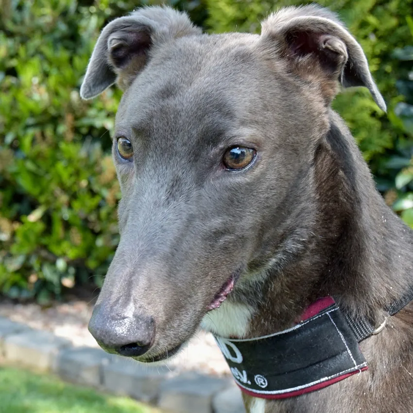 Greyhound Len