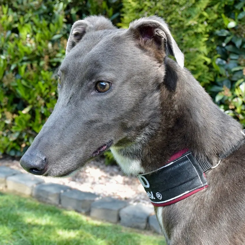Greyhound Len