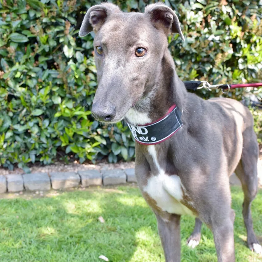 Greyhound Len
