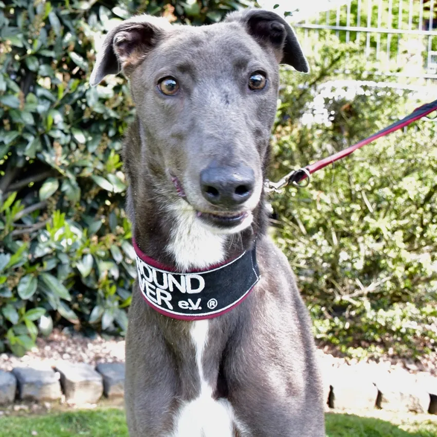 Greyhound Len