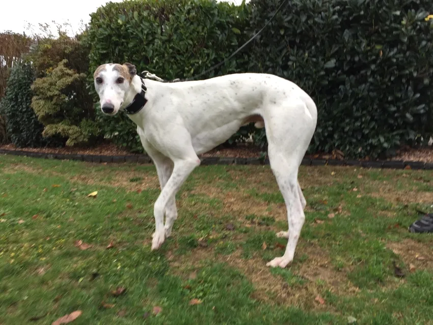 Greyhound Ruby