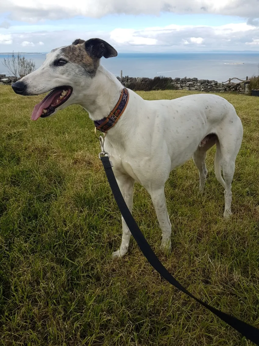 Greyhound Ruby