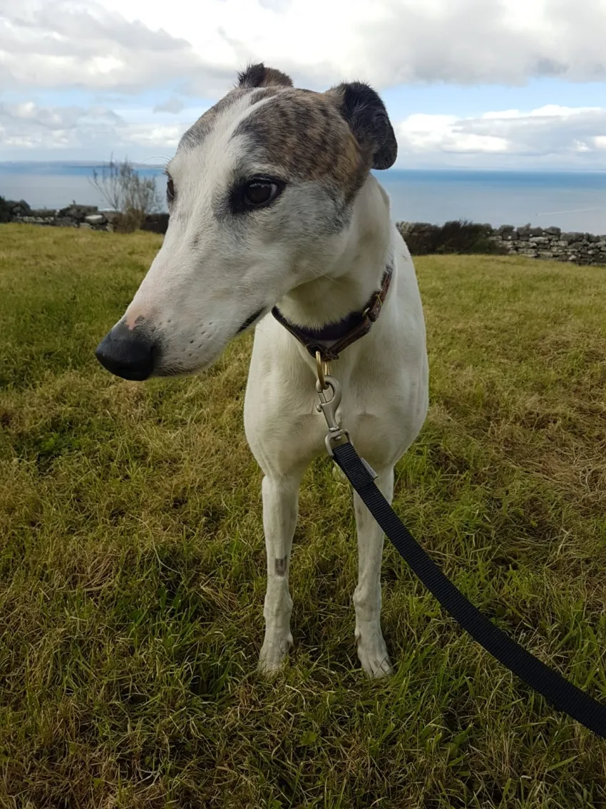 Greyhound Ruby