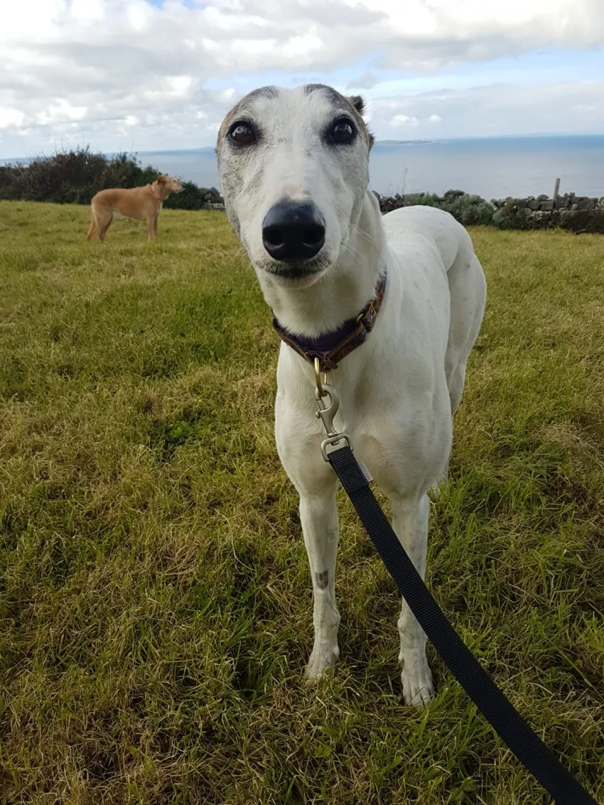 Greyhound Ruby