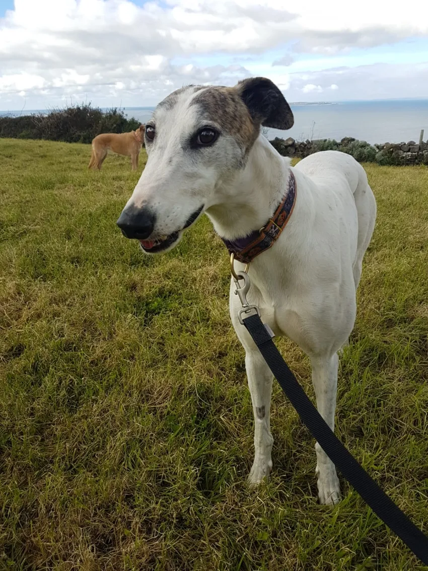 Greyhound Ruby