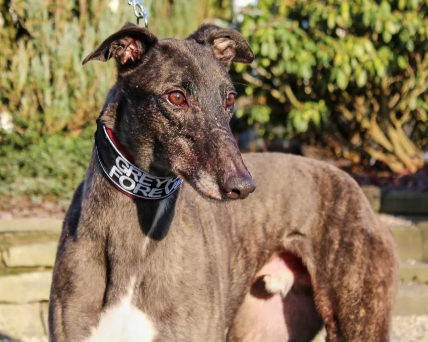 Greyhound Eddie
